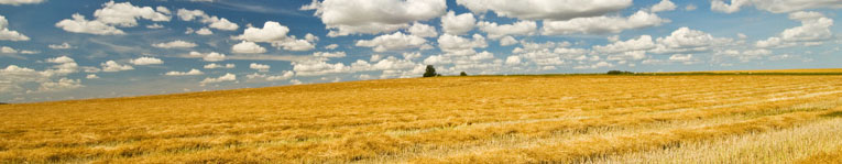 Canola field in Swan Lake Manitoba